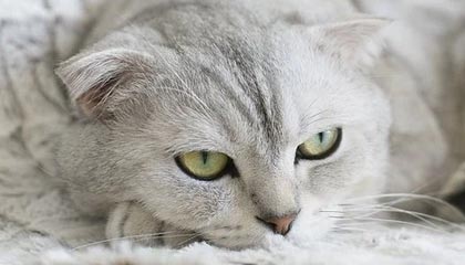 北京pk10计划-陈梦击败孙颖莎问鼎世界杯 为冲奥积攒丰厚筹码