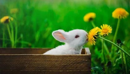 788kai彩票开奖结果-13年奇幻漂流重返紫金 助湖人捧杯的又是加索尔？